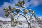 Winter storm-Joshua Tree National Park-California Art Print